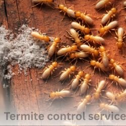 Termite Control